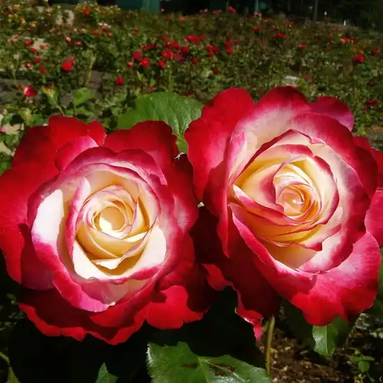 Trandafiri hibrizi Tea - Trandafiri - Double Delight - 